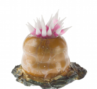 Ringed deeplet sea anemone