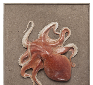 Curled octopus