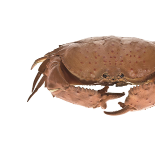 Tortoise crab