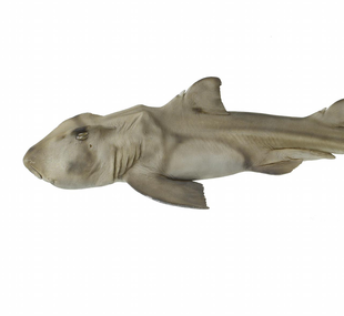 Horned shark
