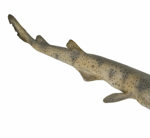 Greater spotted dogfish