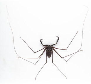 Tail-less whip scorpion