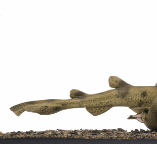Lesser-spotted dogfish