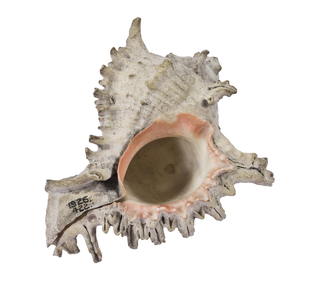 Murex shell