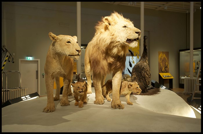Models of a pride of lions in the Animal World gallery.