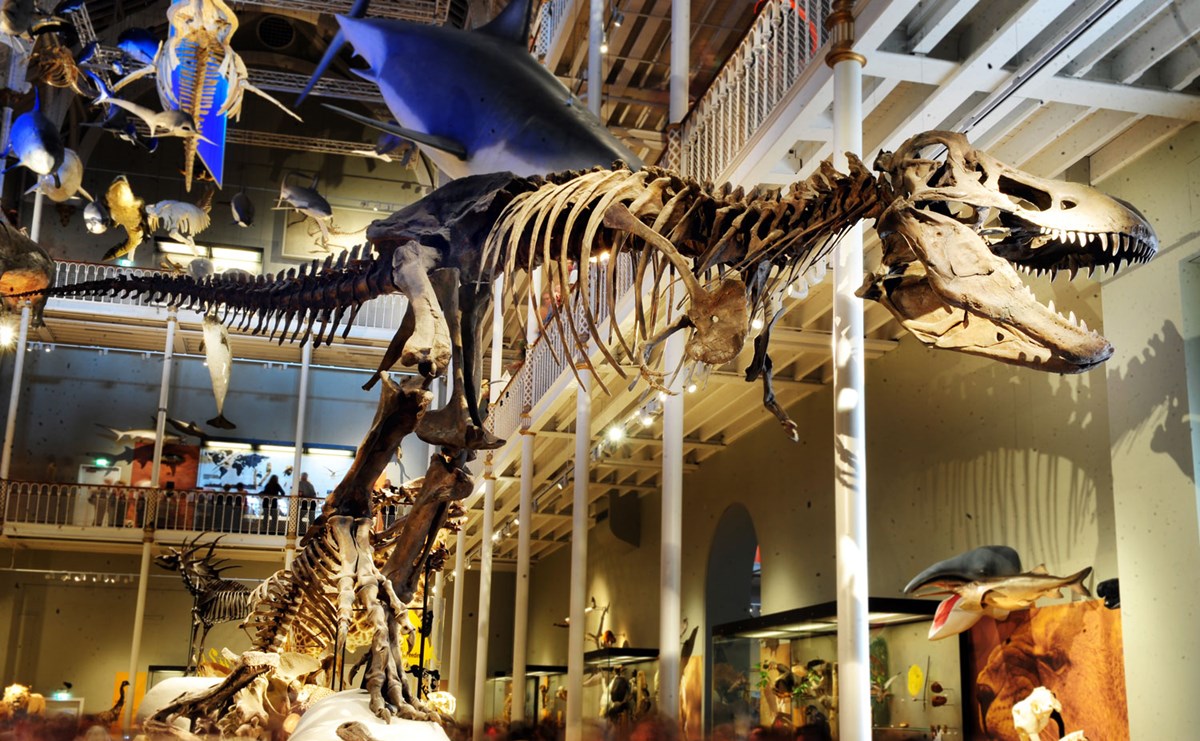 A T.Rex skeleton stands amidst models and skeletons of other animals