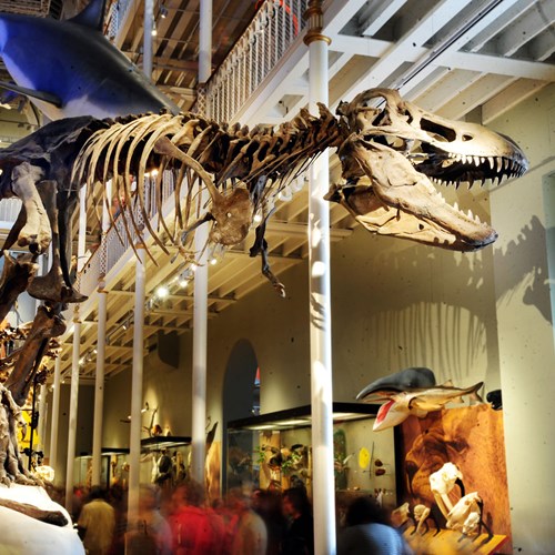 A T.Rex skeleton stands amidst models and skeletons of other animals