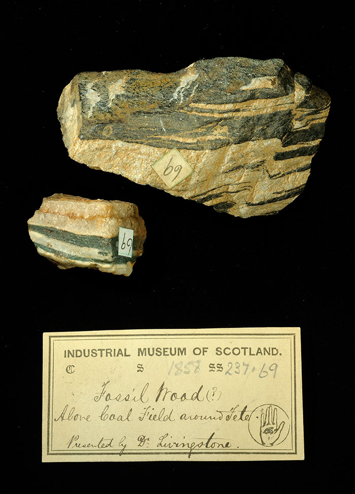 Specimens of fossil wood with 19th century museum label: ‘Fossil Wood (?) above coal field around Tete. Presented by Dr Livingstone.’