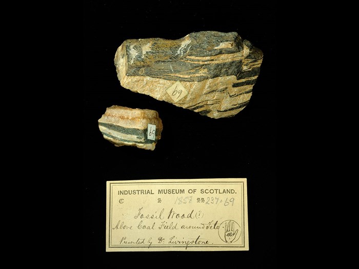 Specimens of fossil wood with 19th century museum label: ‘Fossil Wood (?) above coal field around Tete. Presented by Dr Livingstone.’