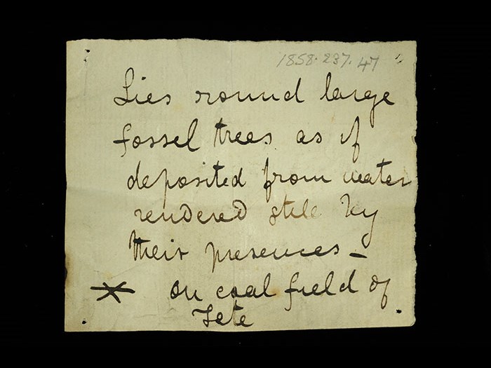 Livingstone’s note written in the field for the siliceous rock: ‘Lies round large fossil tress as if deposited from water rendered still by their presences on coal field of Tete.’ The asterisk indicates relation to the following specimen.