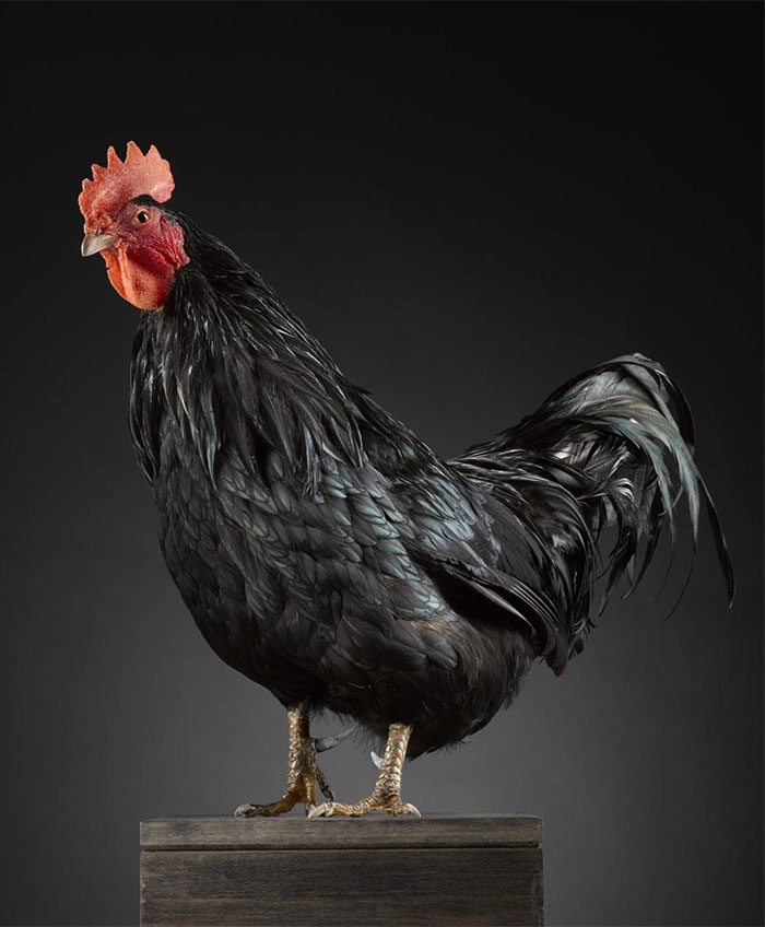 Black cockerel similar to Napier's 'familiar'
