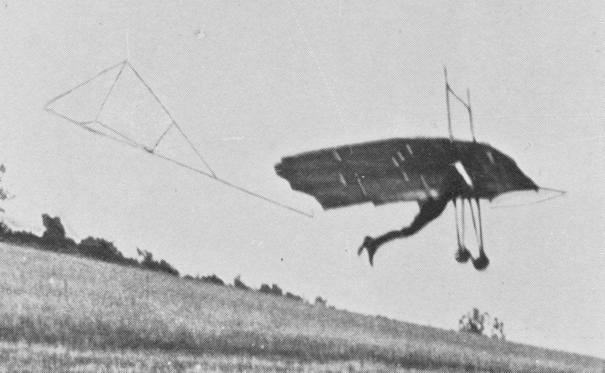Hawk in flight at Eynsford, detail.jpg