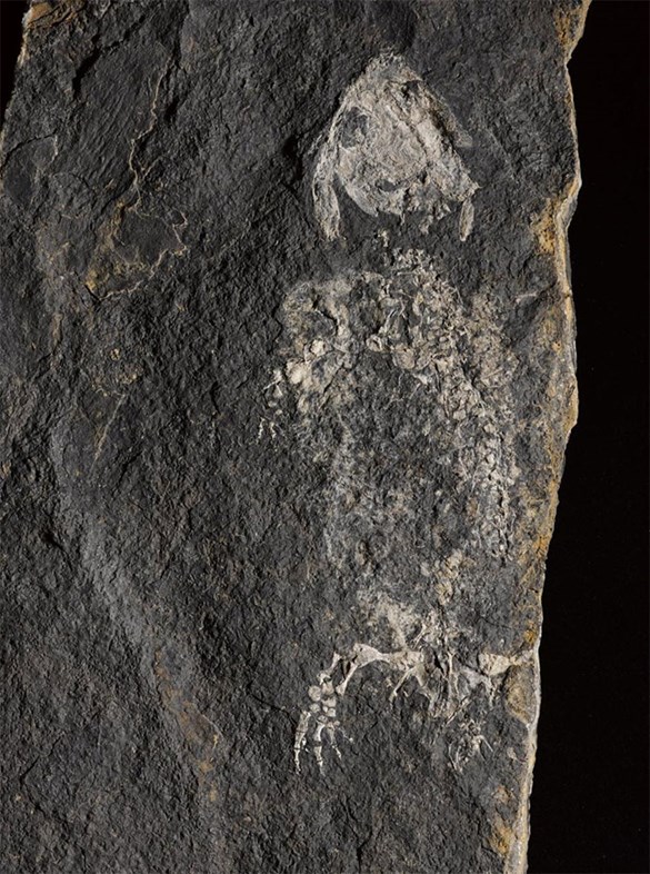 Fossil of Balanerpeton woodi, found in East Kirkton Quarry