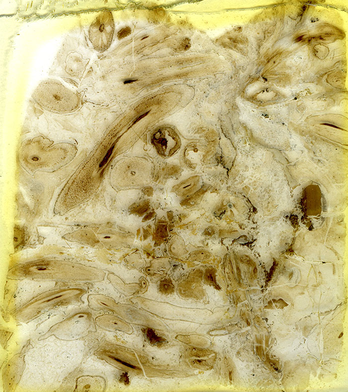 Slide of Rhynie chert showing well preserved cells