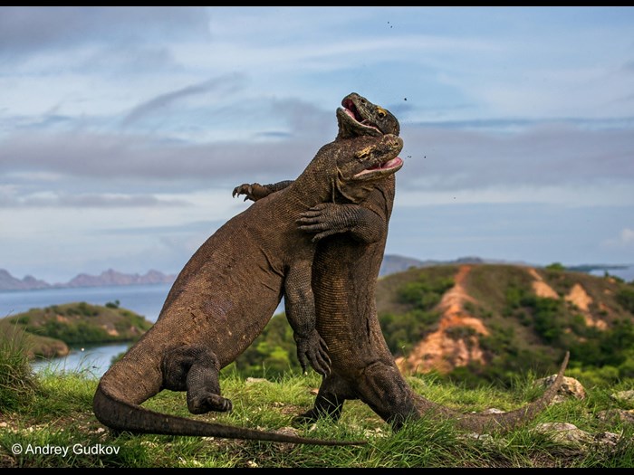Wildlife Photographer of the Year 2015. Amphibians and Reptiles, Finalist © Andrey Gudkov (Russia) Komodo Judo.