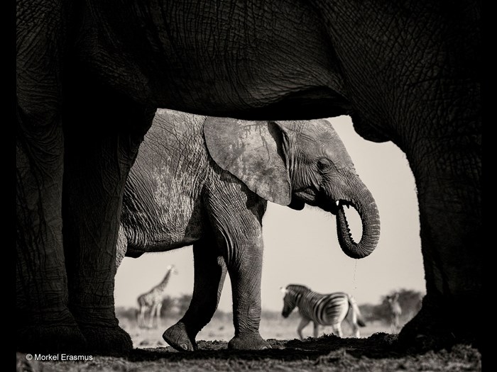 Wildlife Photographer of the Year 2015. Black and White finalist © Morkel Erasmus (South Africa), Natural Frame.