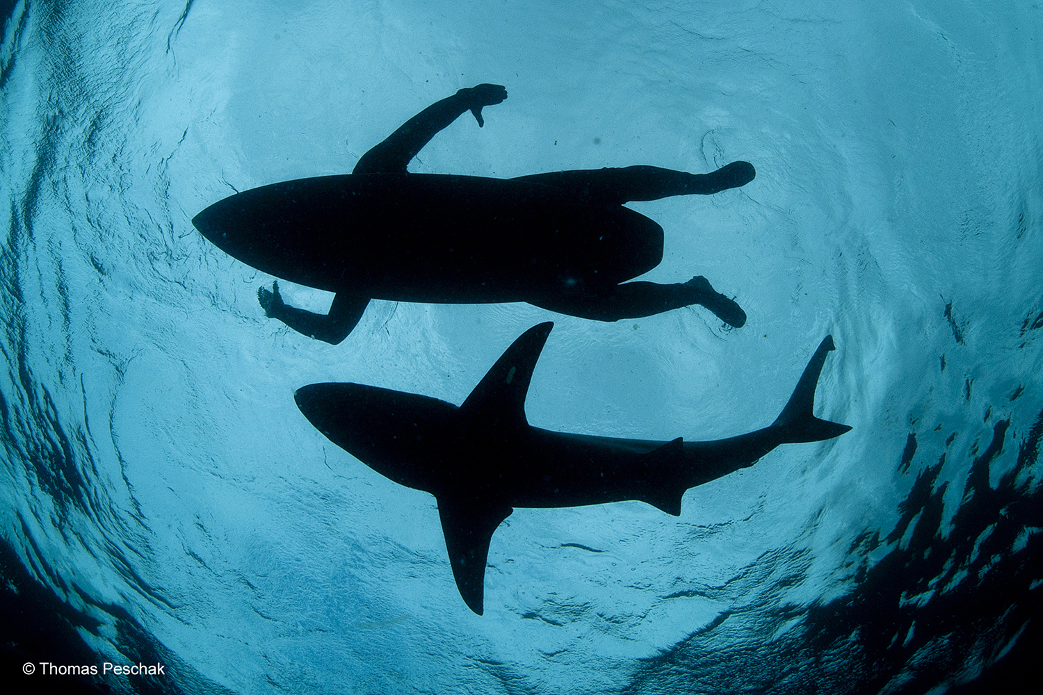 Wildlife Photographer of the Year 2015. The Wildlife Photojournalist Award: single image © Thomas P. Peschak (Germany / South Africa), The Shark Surfer.