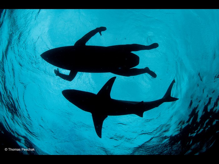 Wildlife Photographer of the Year 2015. The Wildlife Photojournalist Award: single image © Thomas P. Peschak (Germany / South Africa), The Shark Surfer.