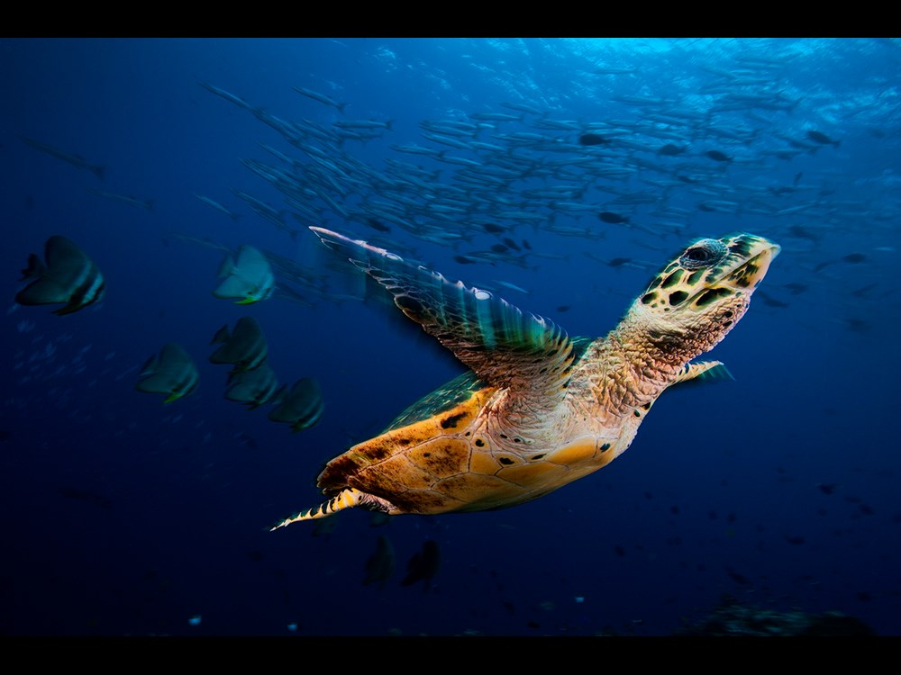 Chosen lead image - Turtle Flight, David Doubilet, USA, no. 30 in show-1500px.jpg