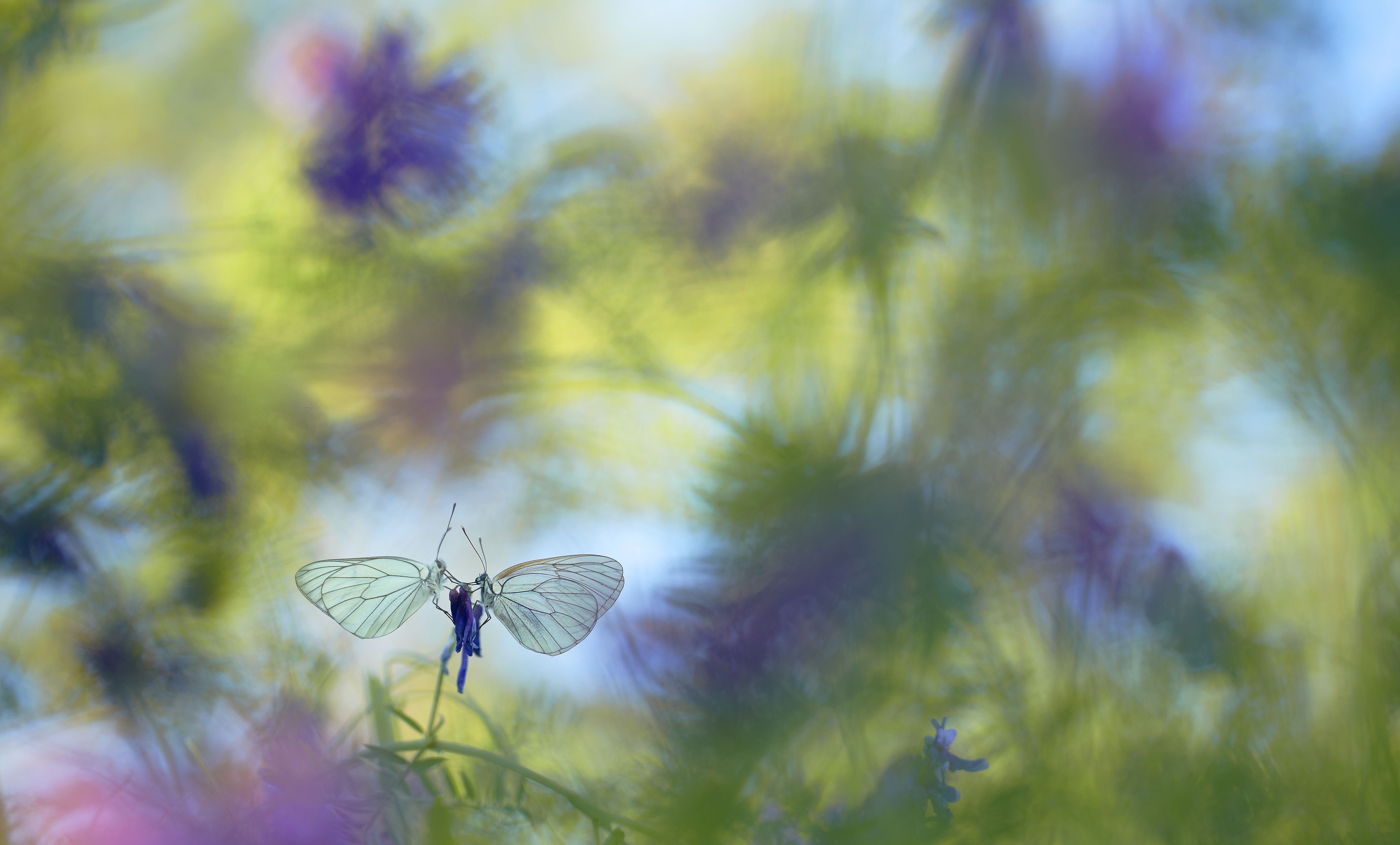 Wildlife Photographer of the Year 2015. Invertebrates, Finalist © Klaus Tamm (Germany) Wings of summer.