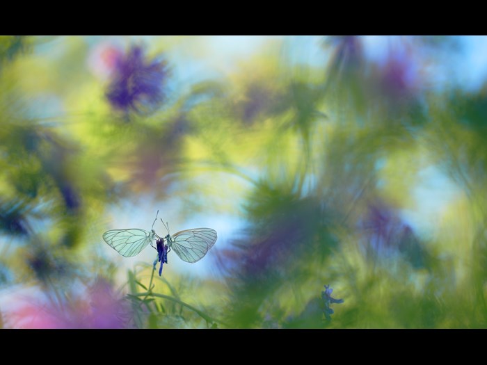 Wildlife Photographer of the Year 2015. Invertebrates, Finalist © Klaus Tamm (Germany) Wings of summer.