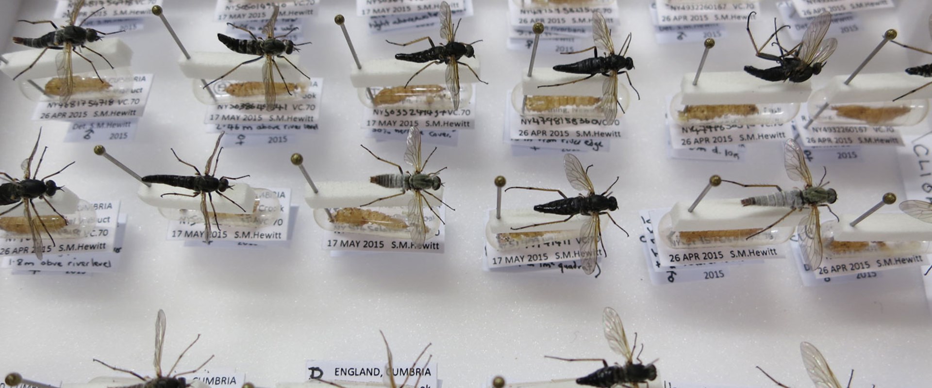 entomology-insect-header.jpg