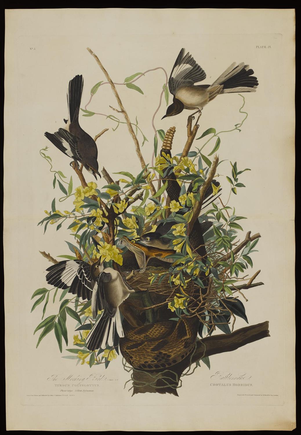 Mocking bird, Birds of America Plates, by John James Audubon.