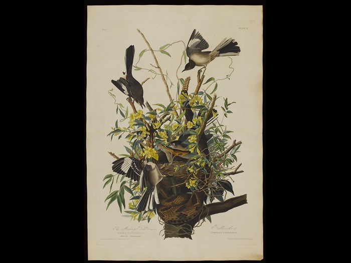 Mocking bird, Birds of America Plates, by John James Audubon.