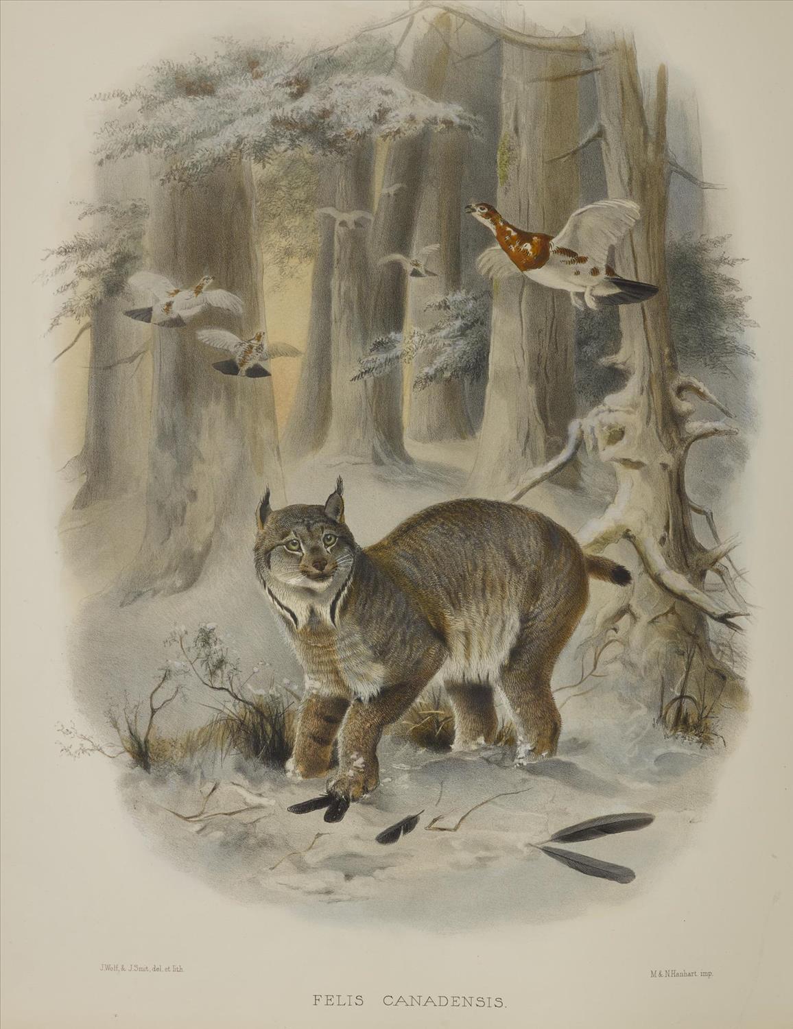 Felis Canadensis from A monograph of the Felidae or family of the cats, by Daniel Giraud Elliot, 1883.