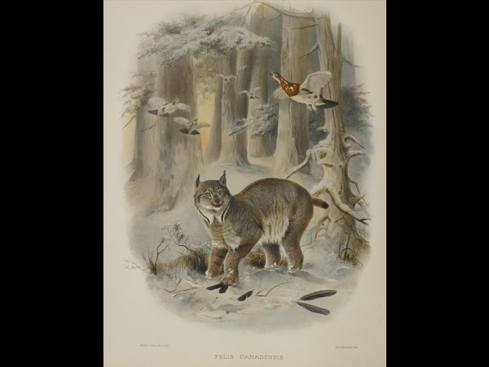 Felis Canadensis from A monograph of the Felidae or family of the cats, by Daniel Giraud Elliot, 1883.