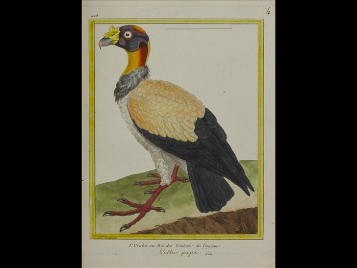 L'Urubu ou Roi des Vautours de Cayenne, from Histoire naturelle des oiseaux, by Georges Louis Leclerc Buffon.