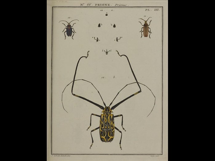 Prione, Prionus  from Entomologie, ou Histoire naturelle des insectes, by A.G. Olivier,1808.