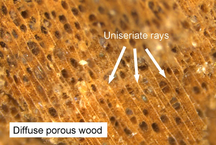 Wood species ID carried out using microscopic analysis of the wood structure by Dr Theo Skinner confirmed the wood to be poplar, a species commonly used for carving in Italy during the 14th century.