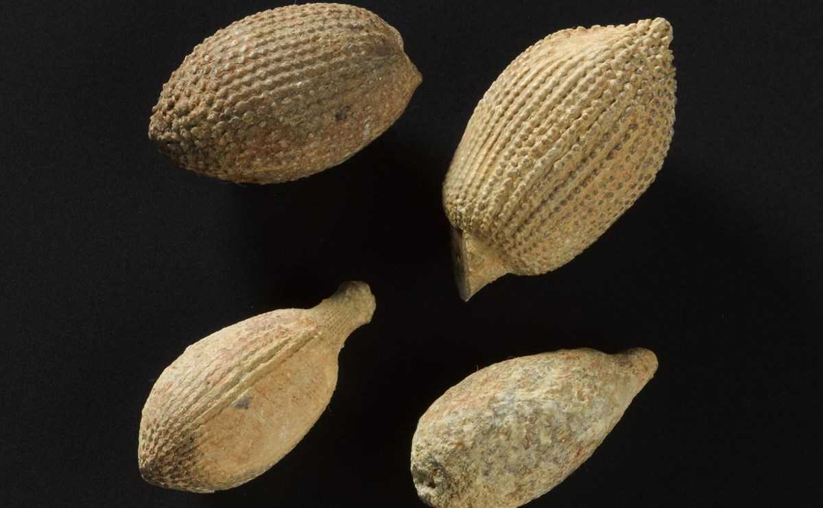 Fossil-echinoid,-Cidaris-glandaria-from-the-Jurassic-of-Lebanon.jpg
