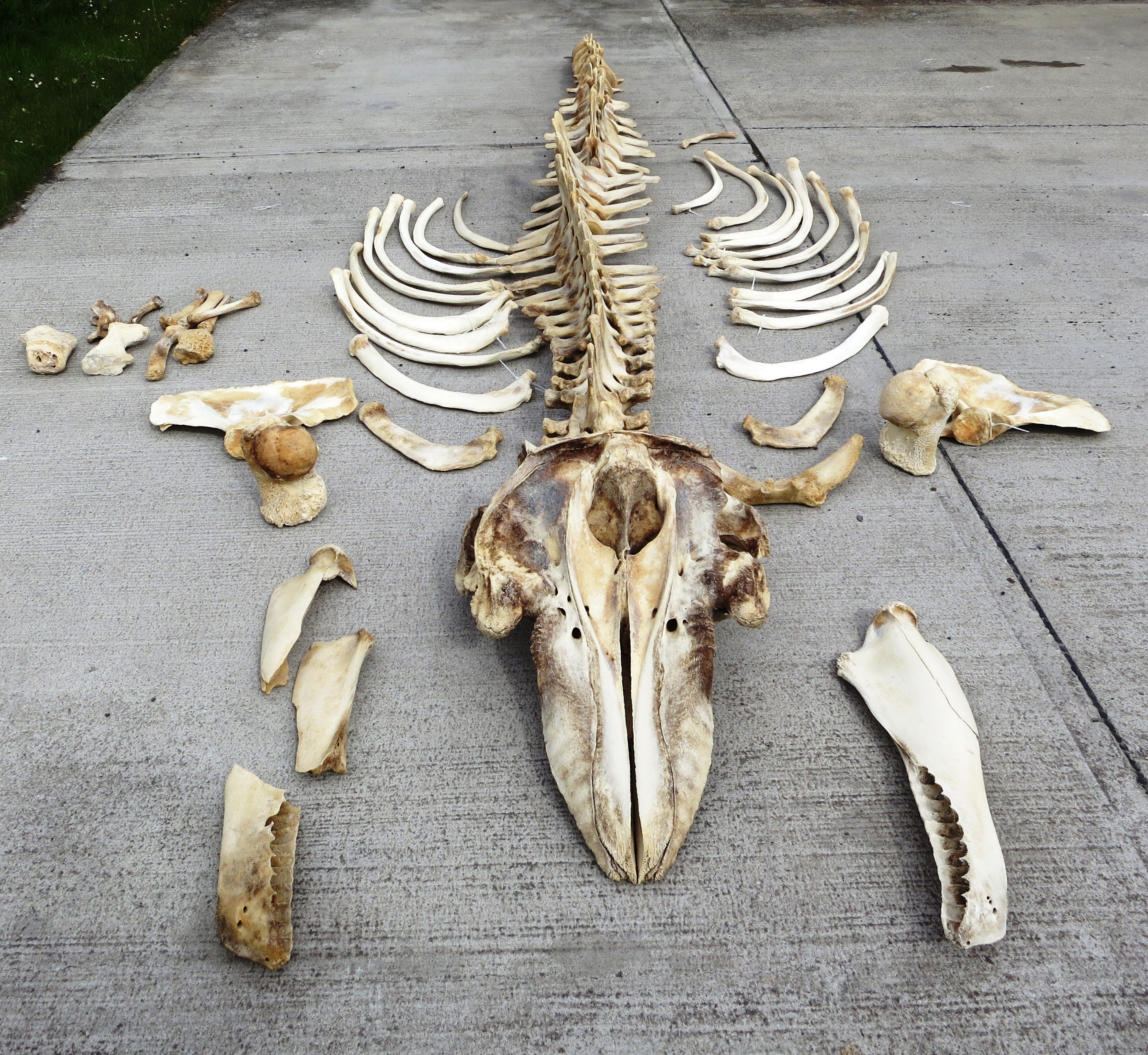 Above: Skeleton of a wild Killer whale stranded in the Western Isles, Scotland, and now in the collections of the National Museums Scotland.