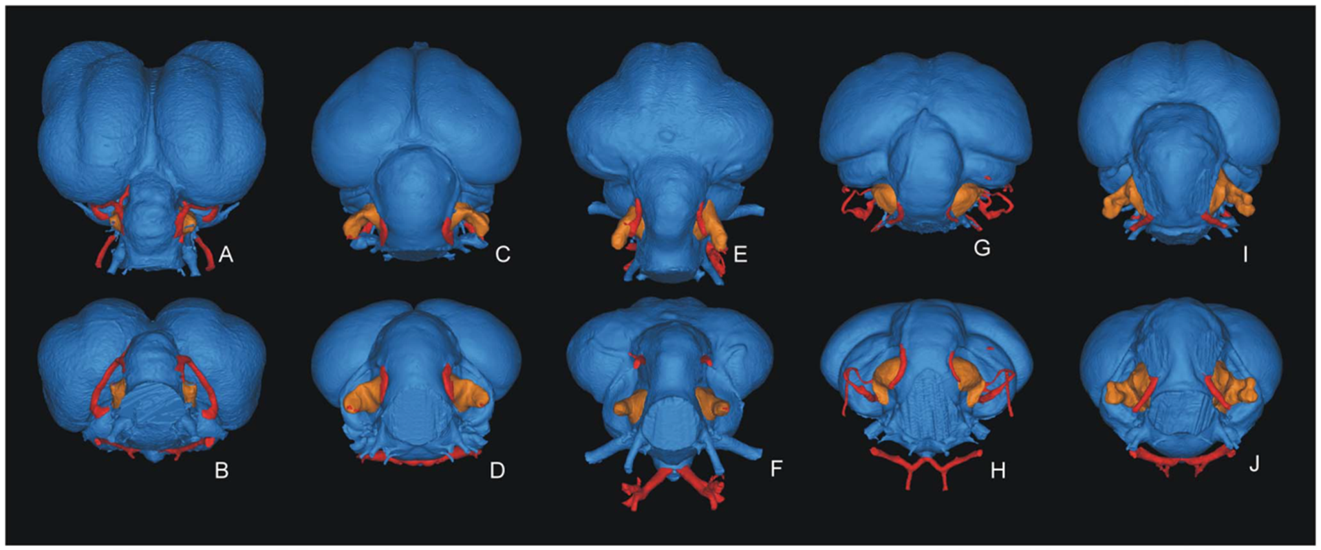 Brain cavity casts of birds.png