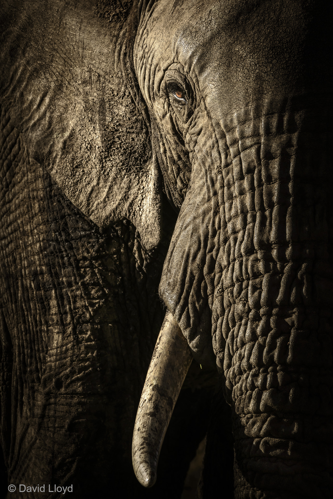 © David Lloyd - Wildlife Photographer of the Year -elephant.jpg