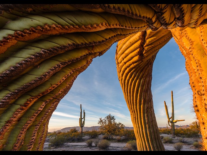 'Saguaro twist' by Jack Dykinga, USA © Jack Dykinga