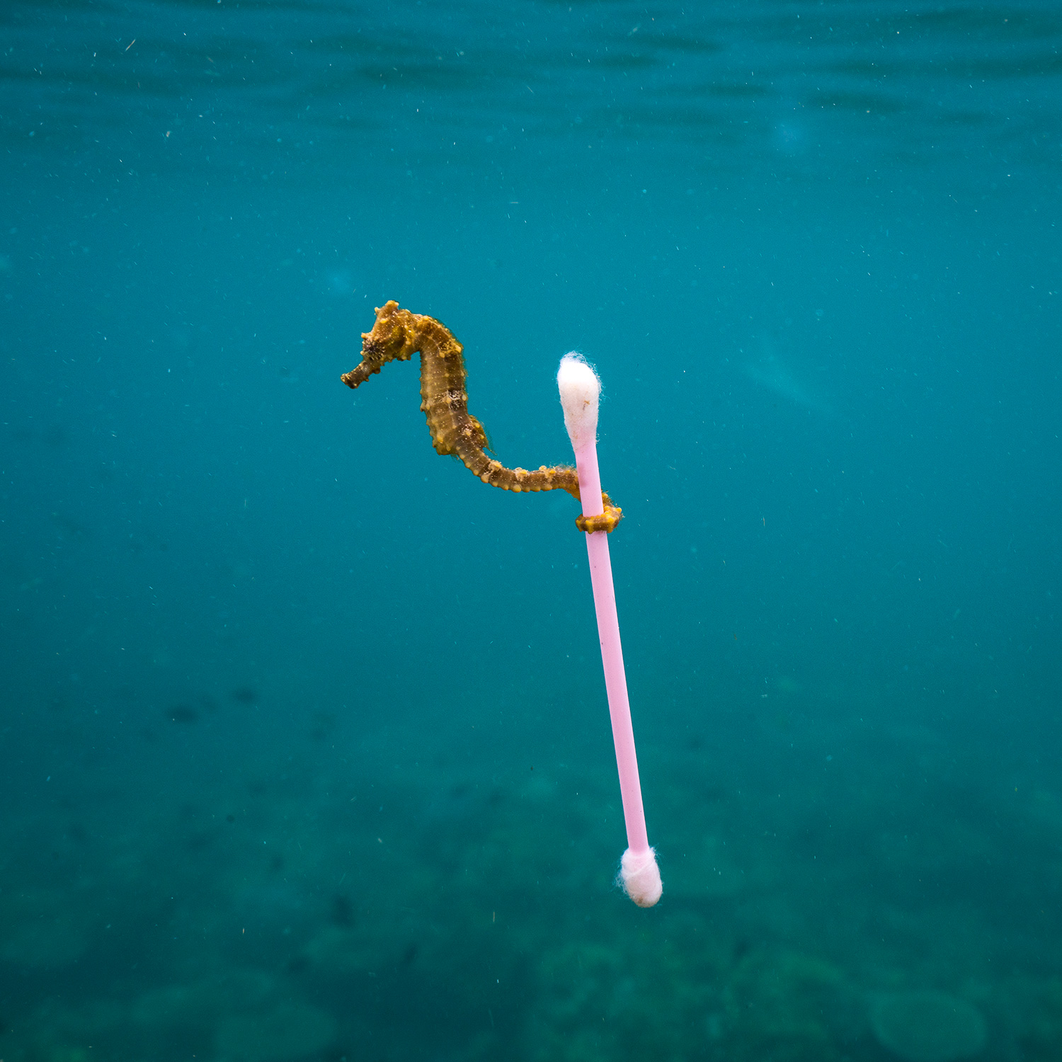 'Sewage surfer' by Justin Hofman, USA © Justin Hofman