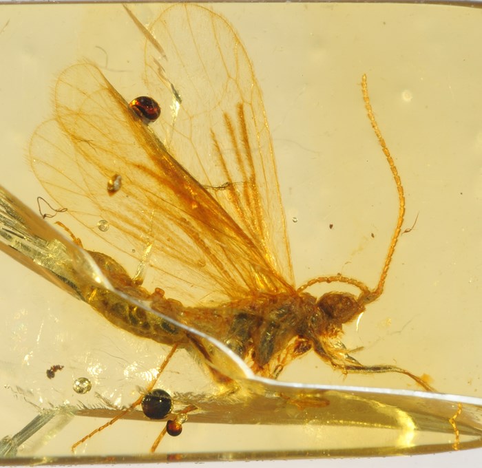 Tarachopteran. Tarachocelis microlepidopterella