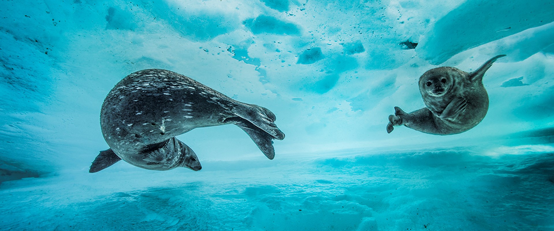 Swim gym -® Laurent Ballesta - Wildlife Photographer of the Year.jpg