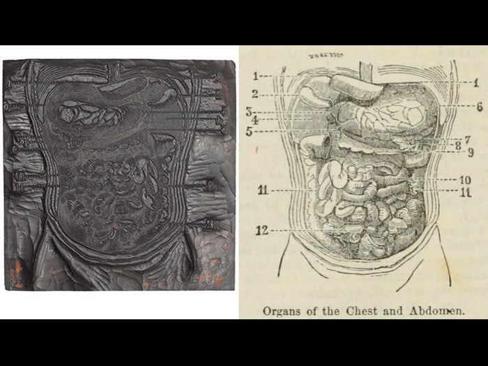 Organs of the chest and abdomen, from First Edition, volume 1, page 8,1860.