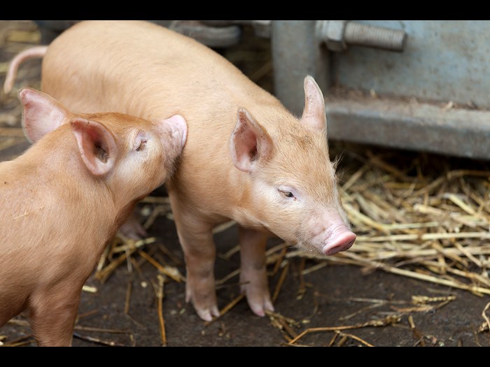 Two Tamworth piglets at the Wester Kittochside Farm © Ruth Armstrong Photography 