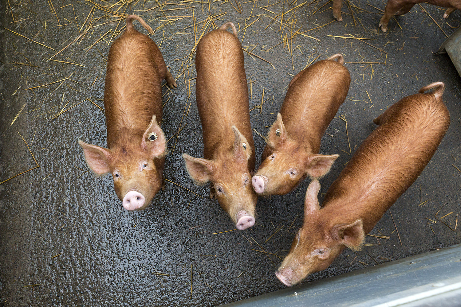 Four Tamworth piglets at the Wester Kittochside Farm © Ruth Armstrong Photography 