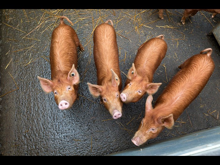 Four Tamworth piglets at the Wester Kittochside Farm © Ruth Armstrong Photography 
