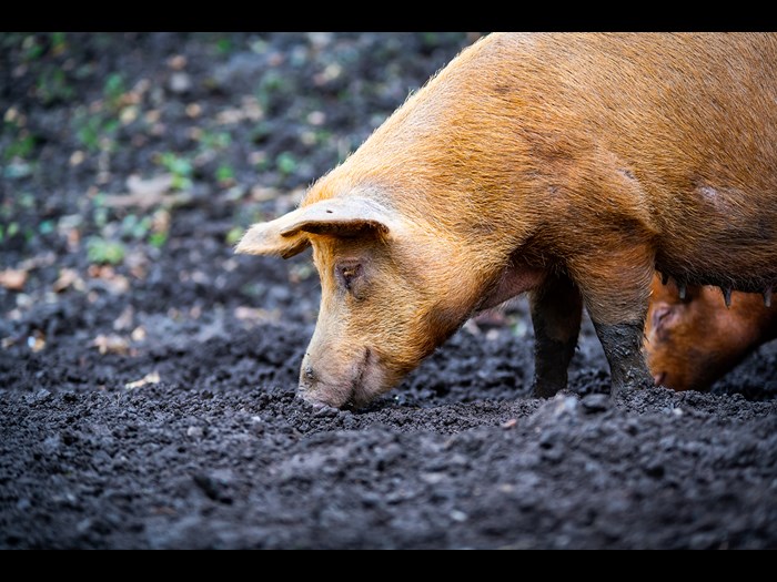 Tamworth pig foraging on the Wester Kittochside Farm © Andy Catlin
