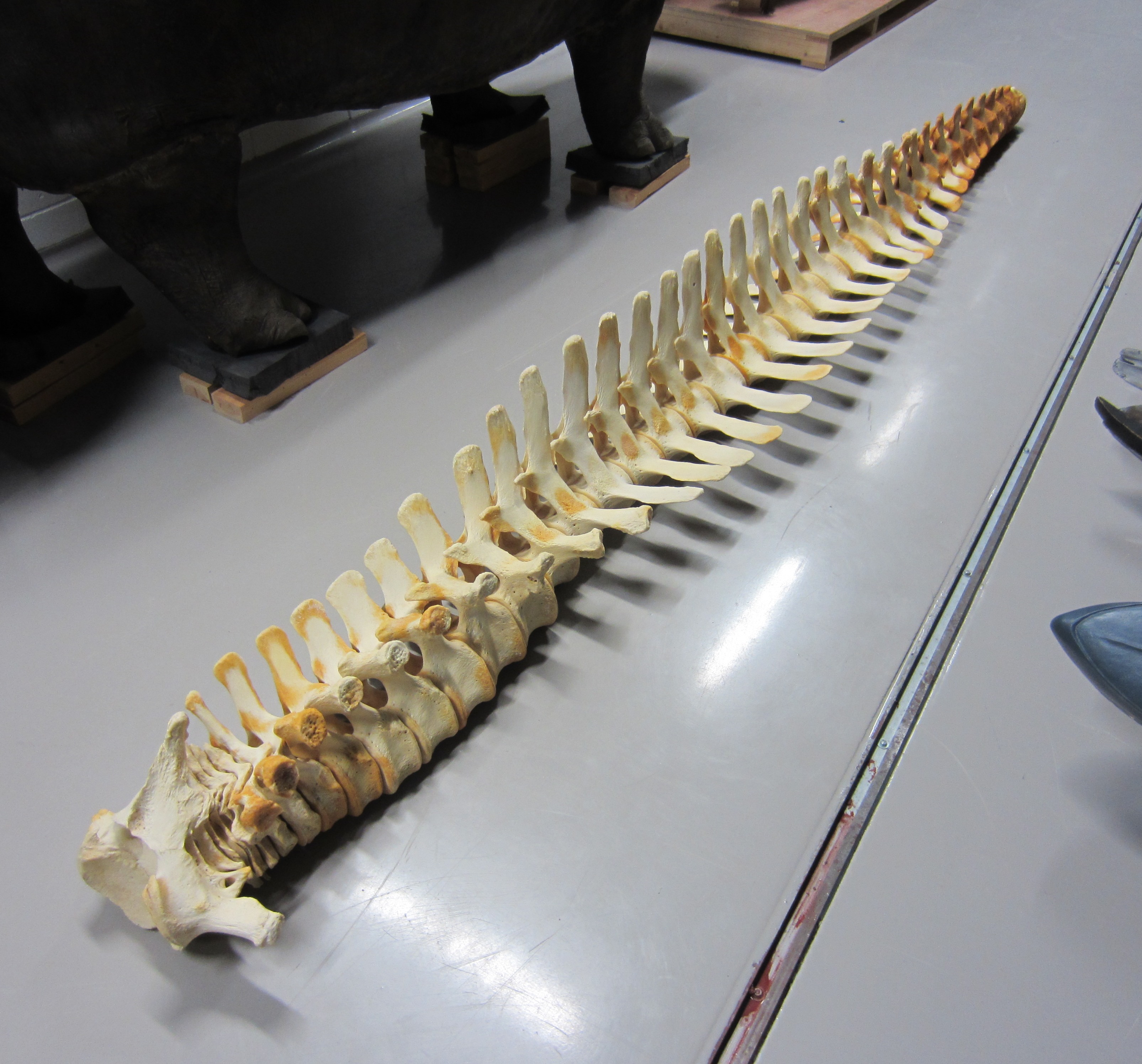 Lulu’s postcranial skeleton at the National Museums Collection Centre