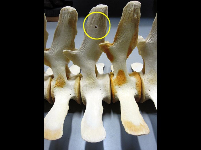 Her vertebrae have been sampled for stable isotopes (see the small hole centre)