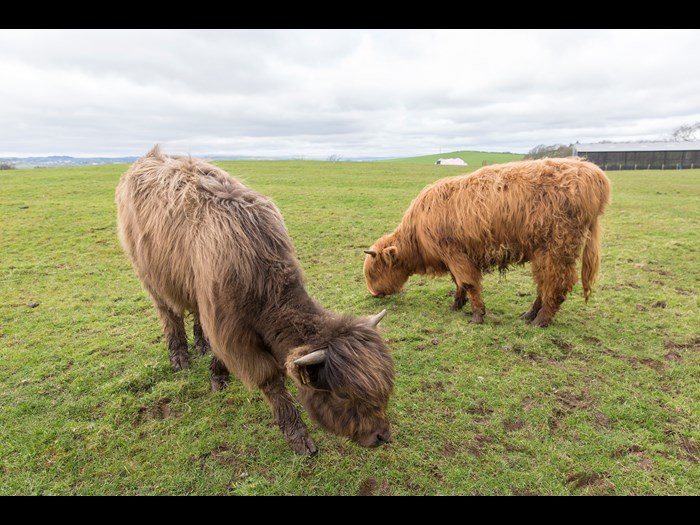 Ceo V (left) and Airgead II (right) on the Wester Kittochside farm © Ruth Armstrong Photography