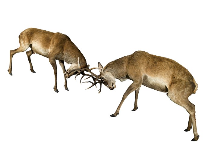 Two mounted Red deer lock antlers.